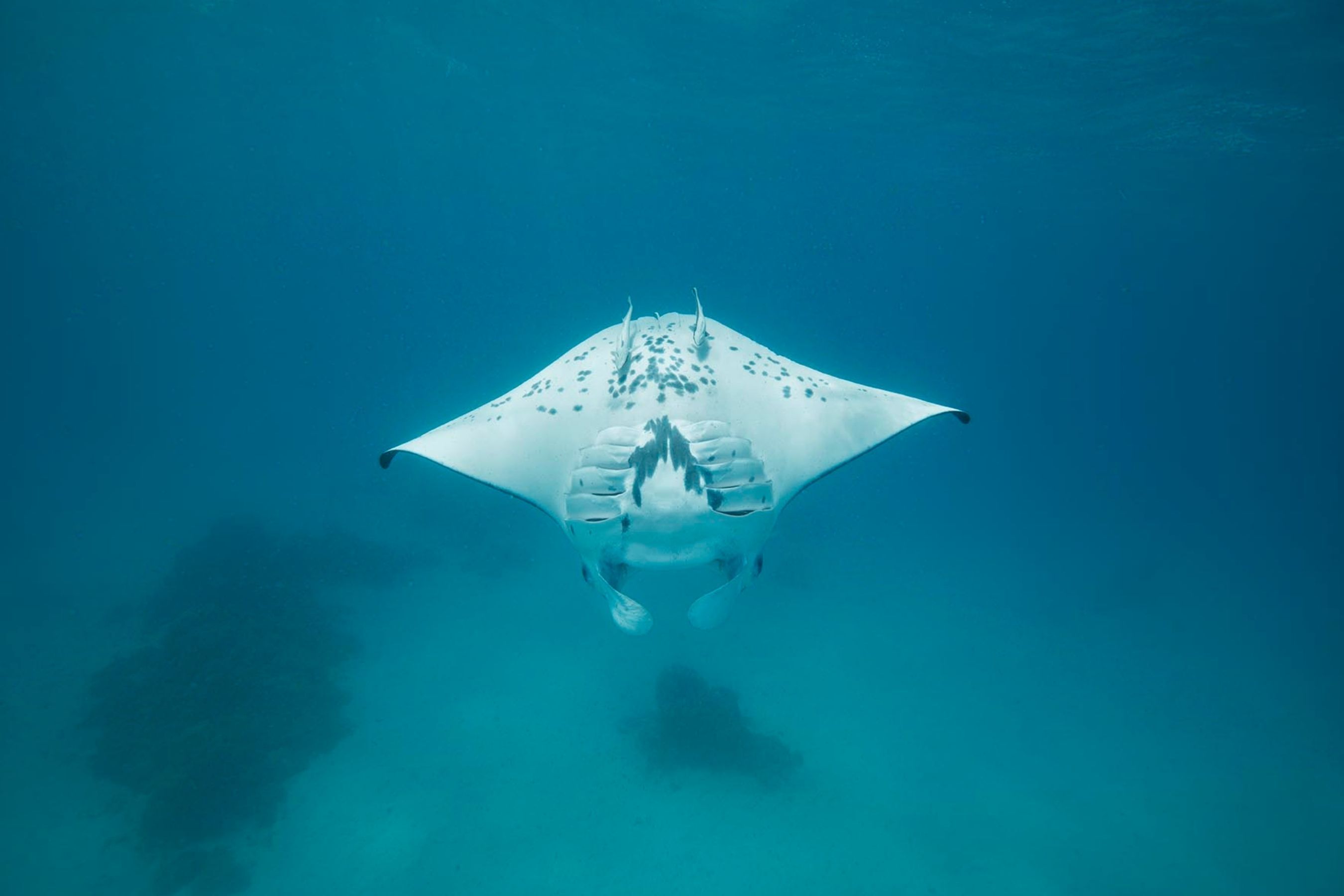 Coco Dive Tikehau Pension Hotu