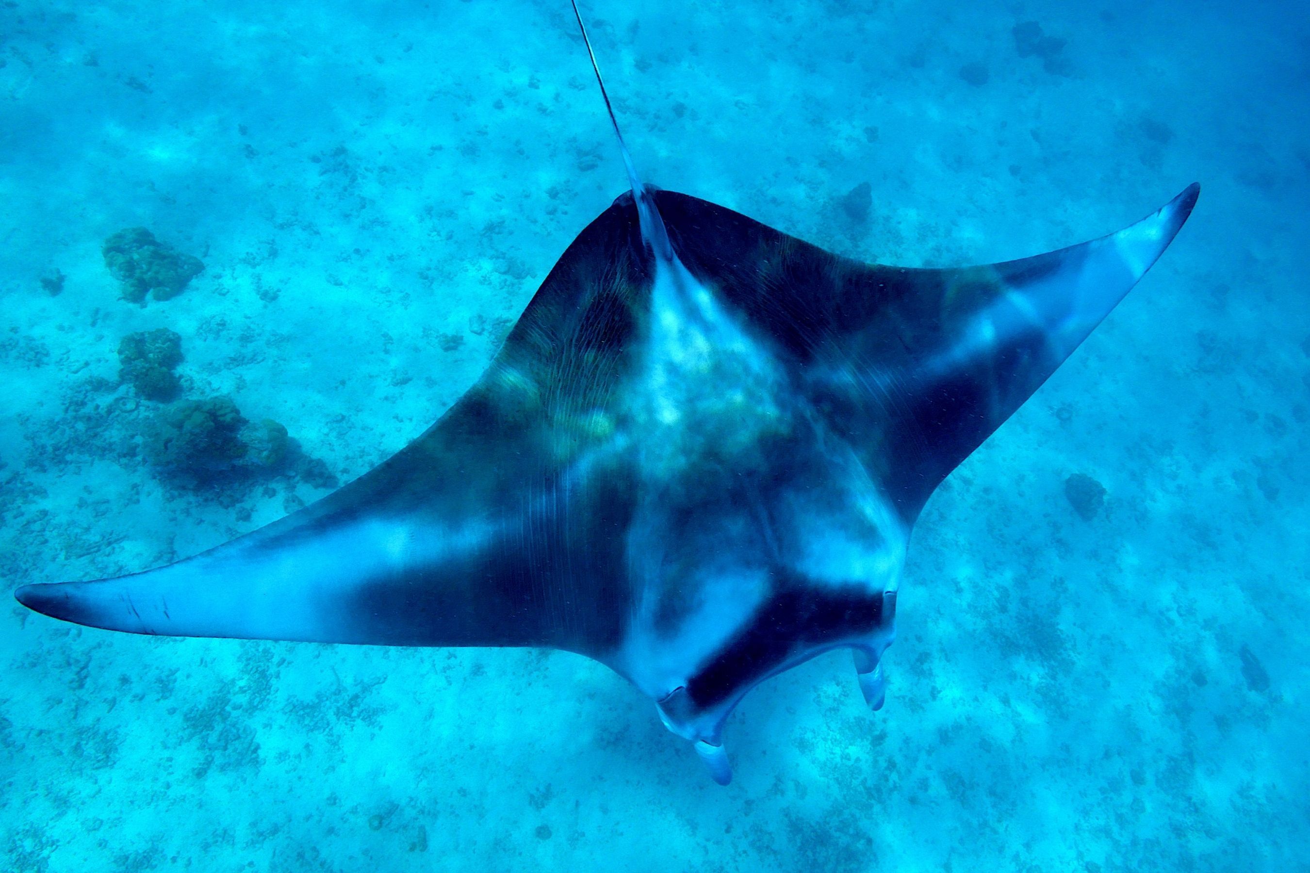 Coco Dive Tikehau Pension Hotu