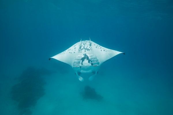 Coco Dive Tikehau 