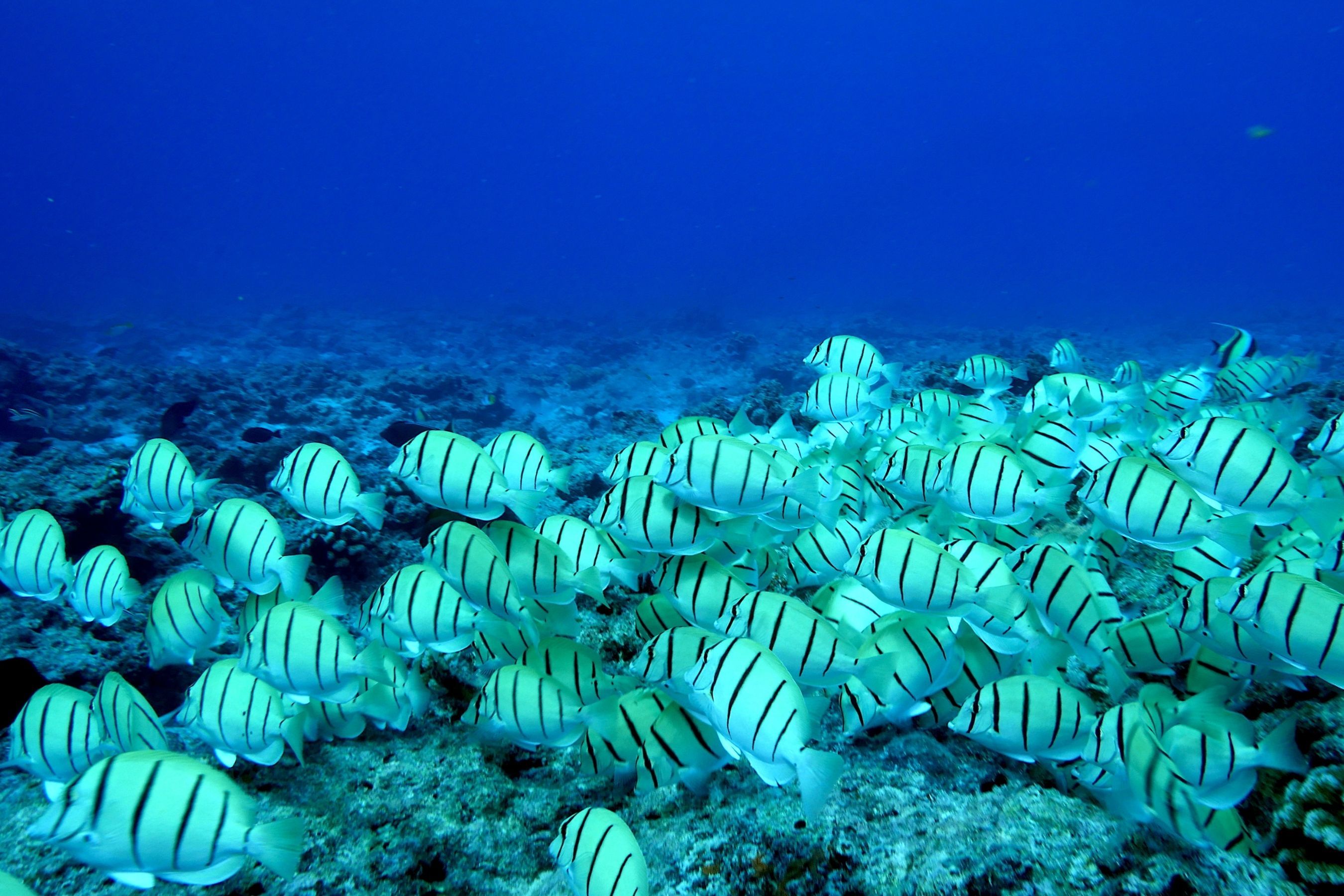 Coco Dive Tikehau Pension Hotu