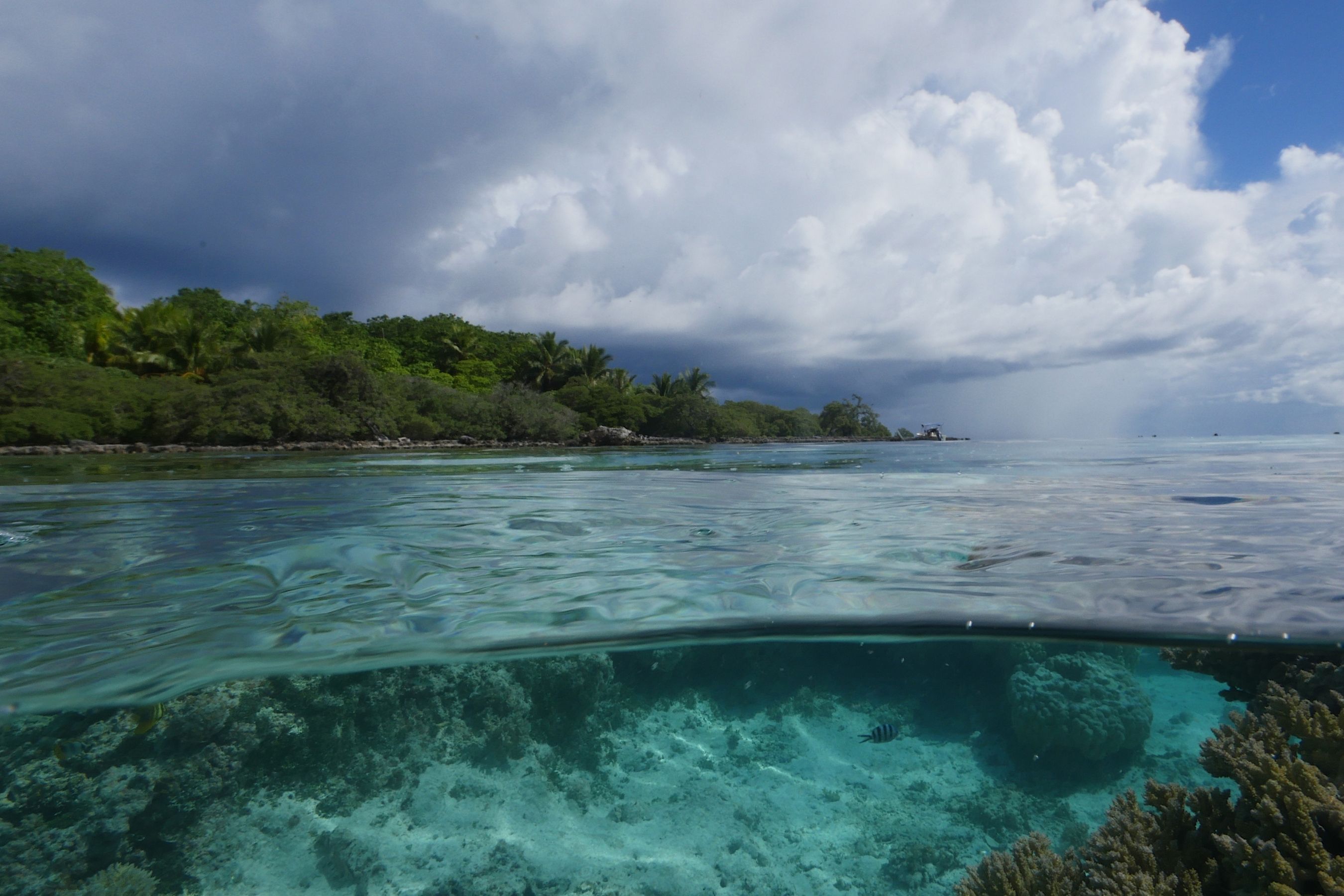 Coco Dive Tikehau Pension Hotu