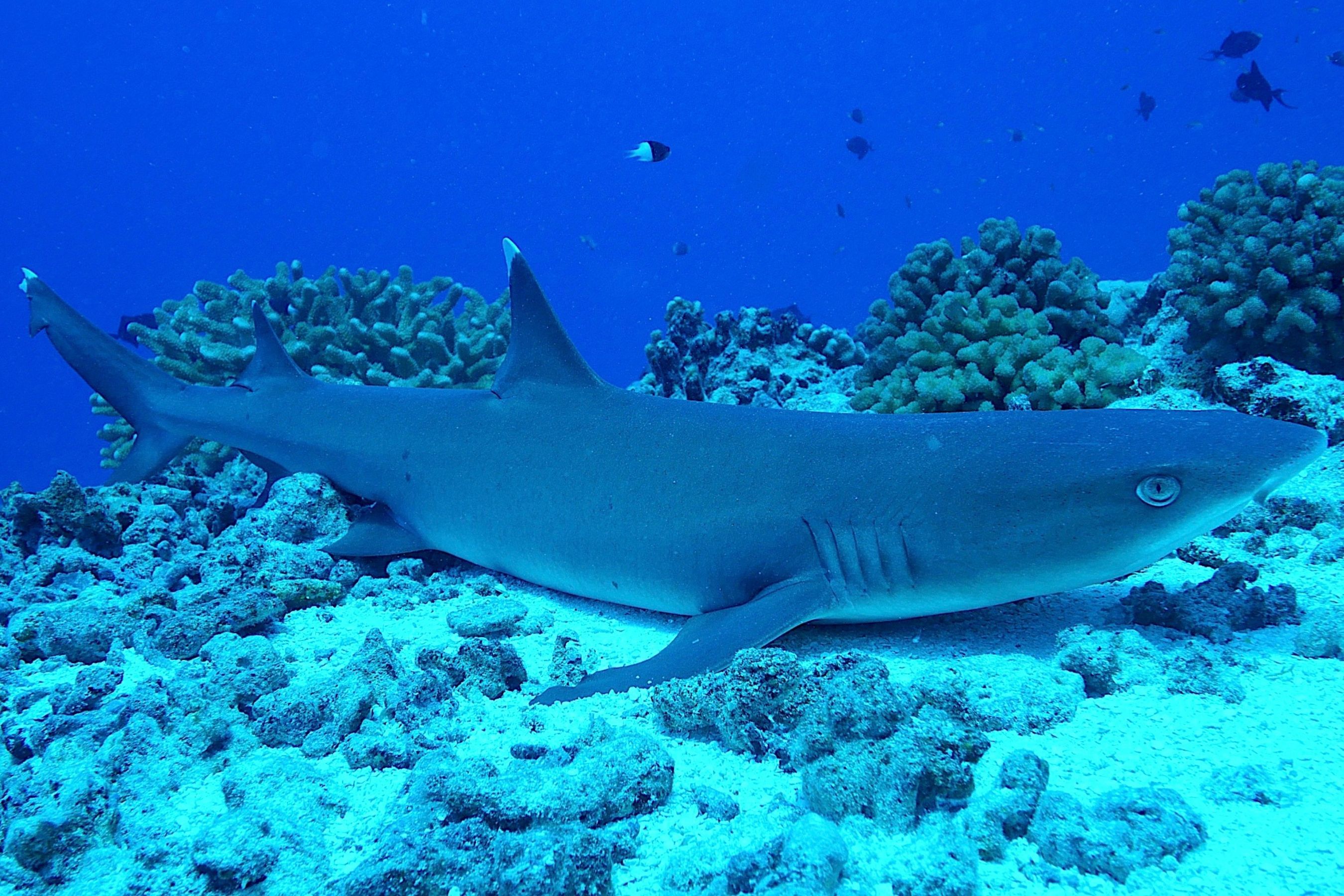 Coco Dive Tikehau Pension Hotu