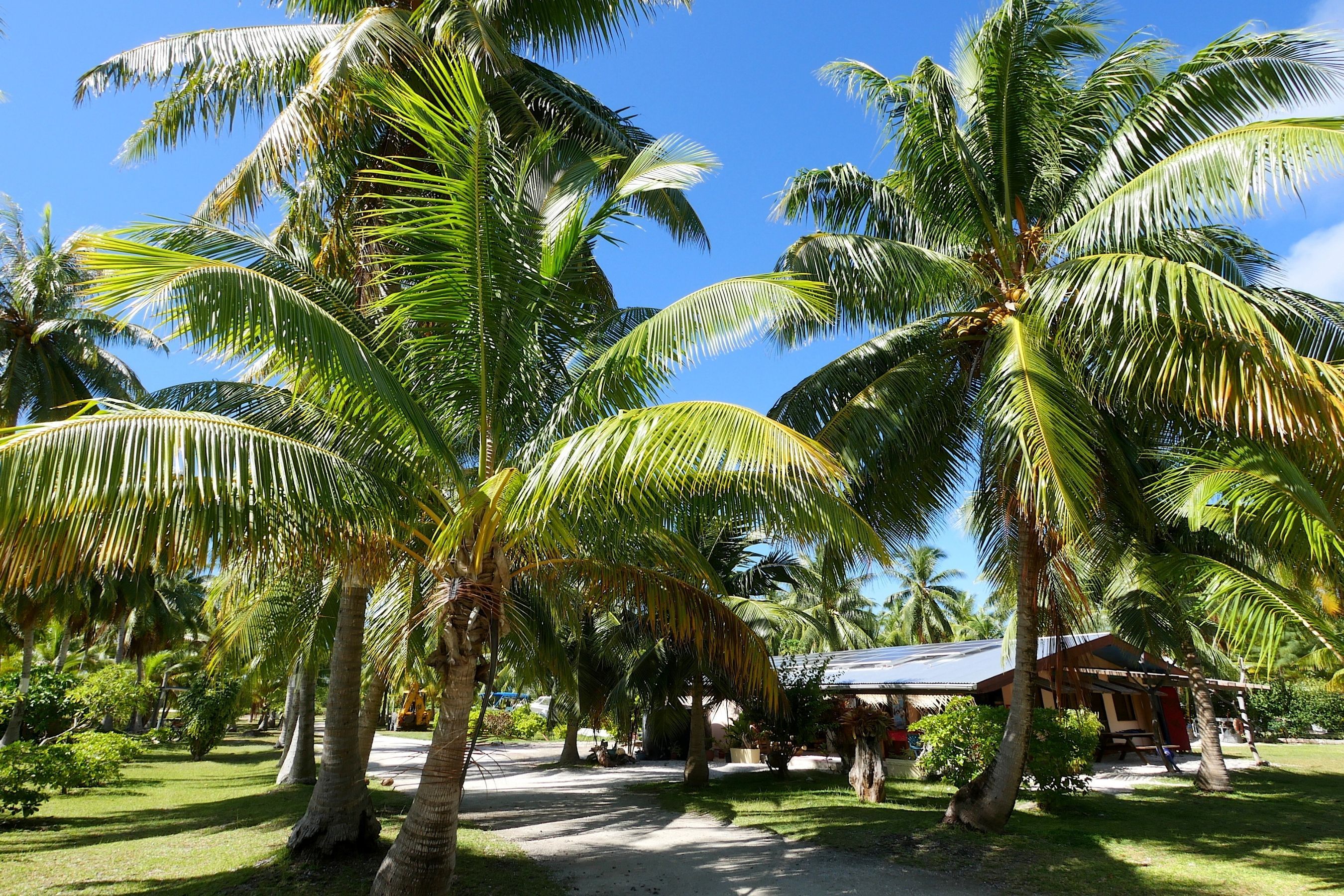 Coco Dive Tikehau Pension Hotu