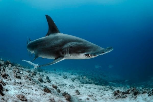 Coco Dive Tikehau 