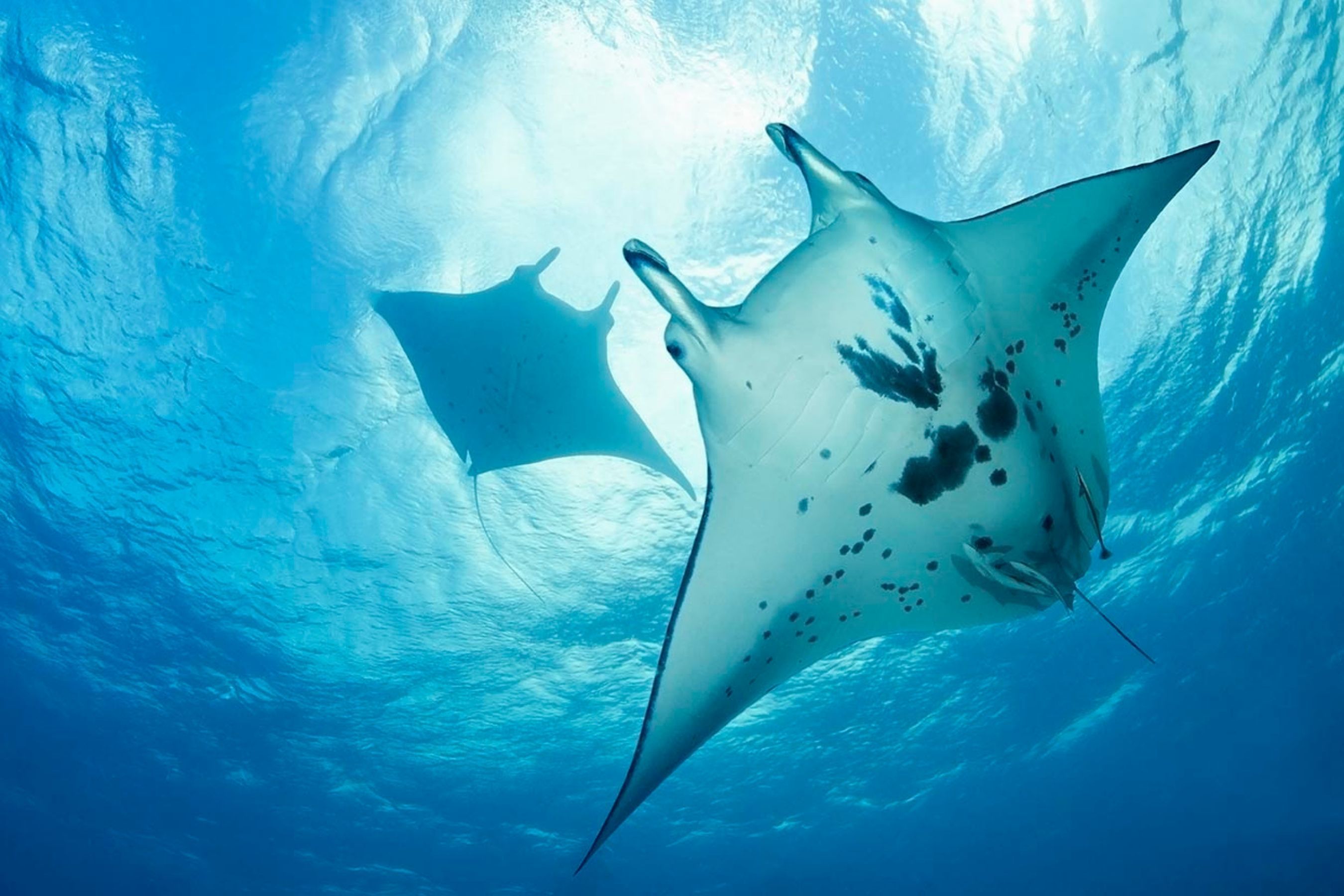 Coco Dive Tikehau Pension Hotu