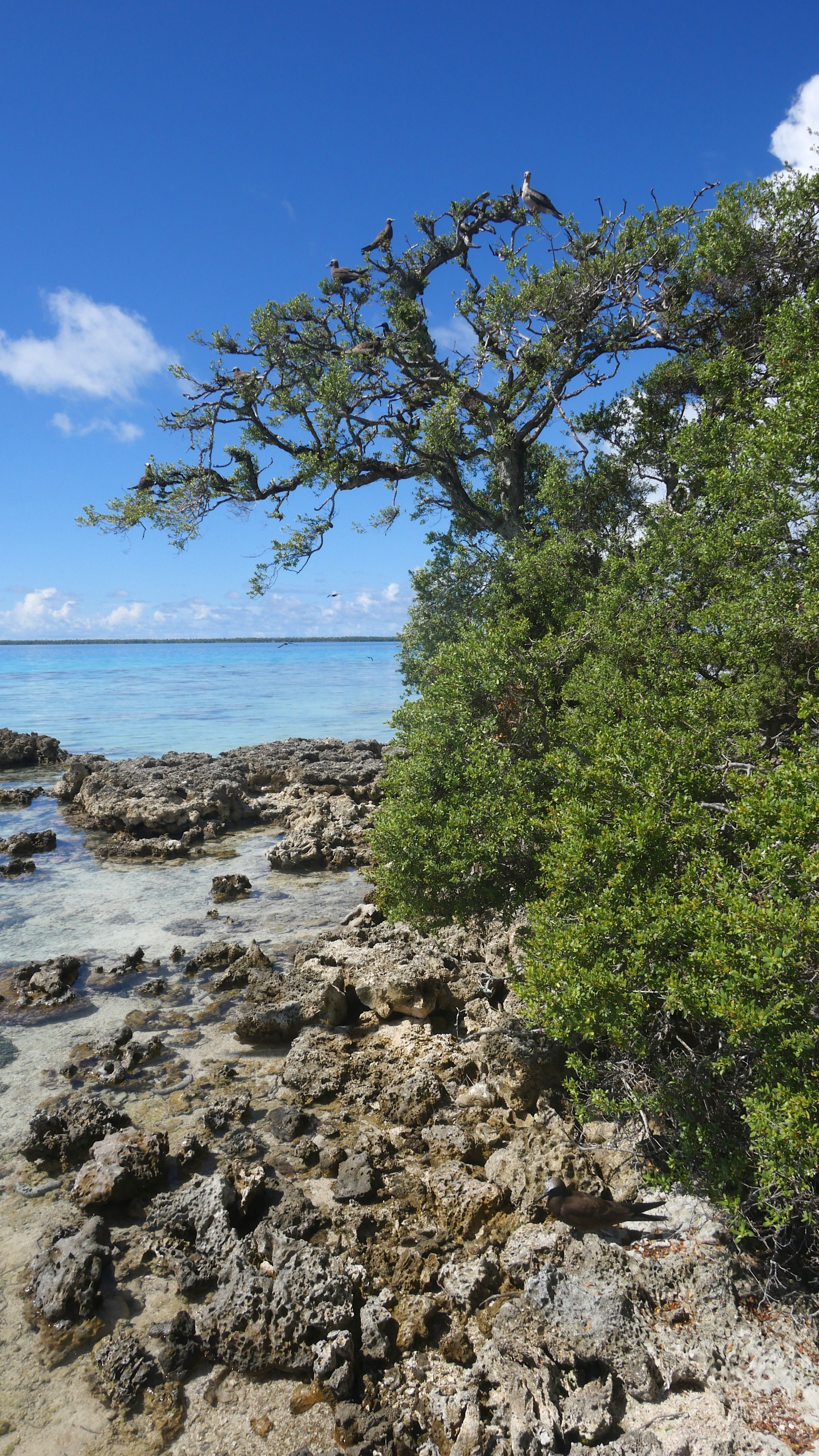 Coco Dive Tikehau