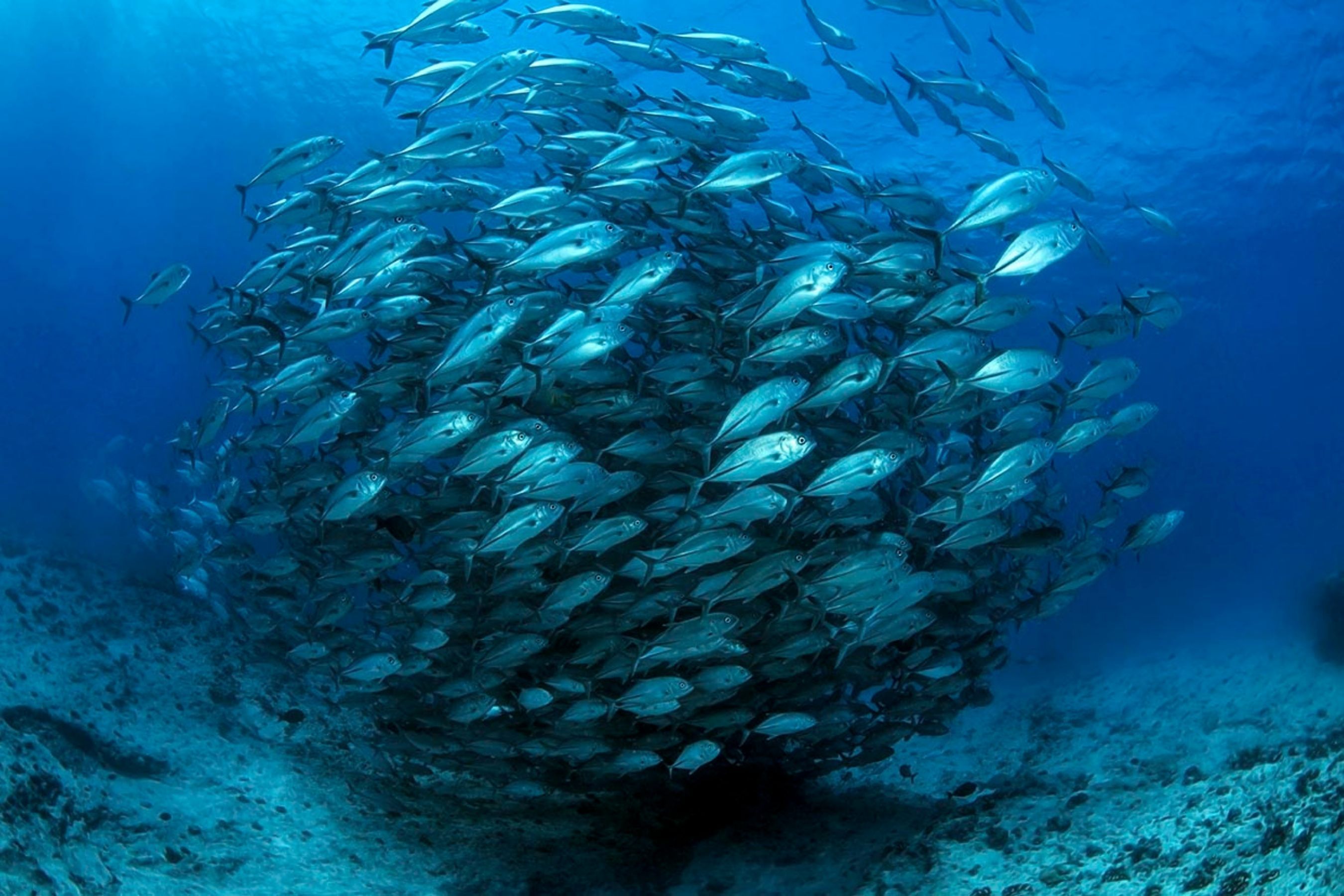 Coco Dive Tikehau Pension Hotu