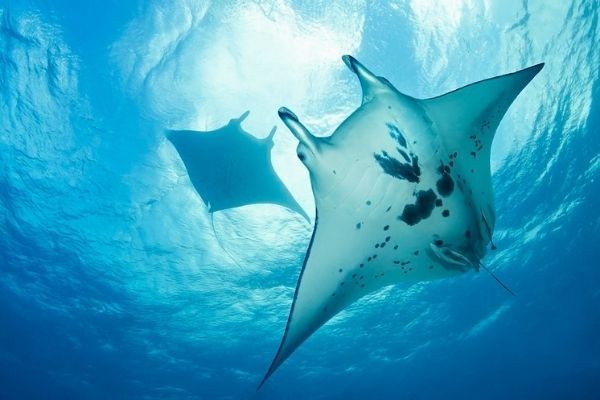 La plongée avec Coco Dive Tikehau