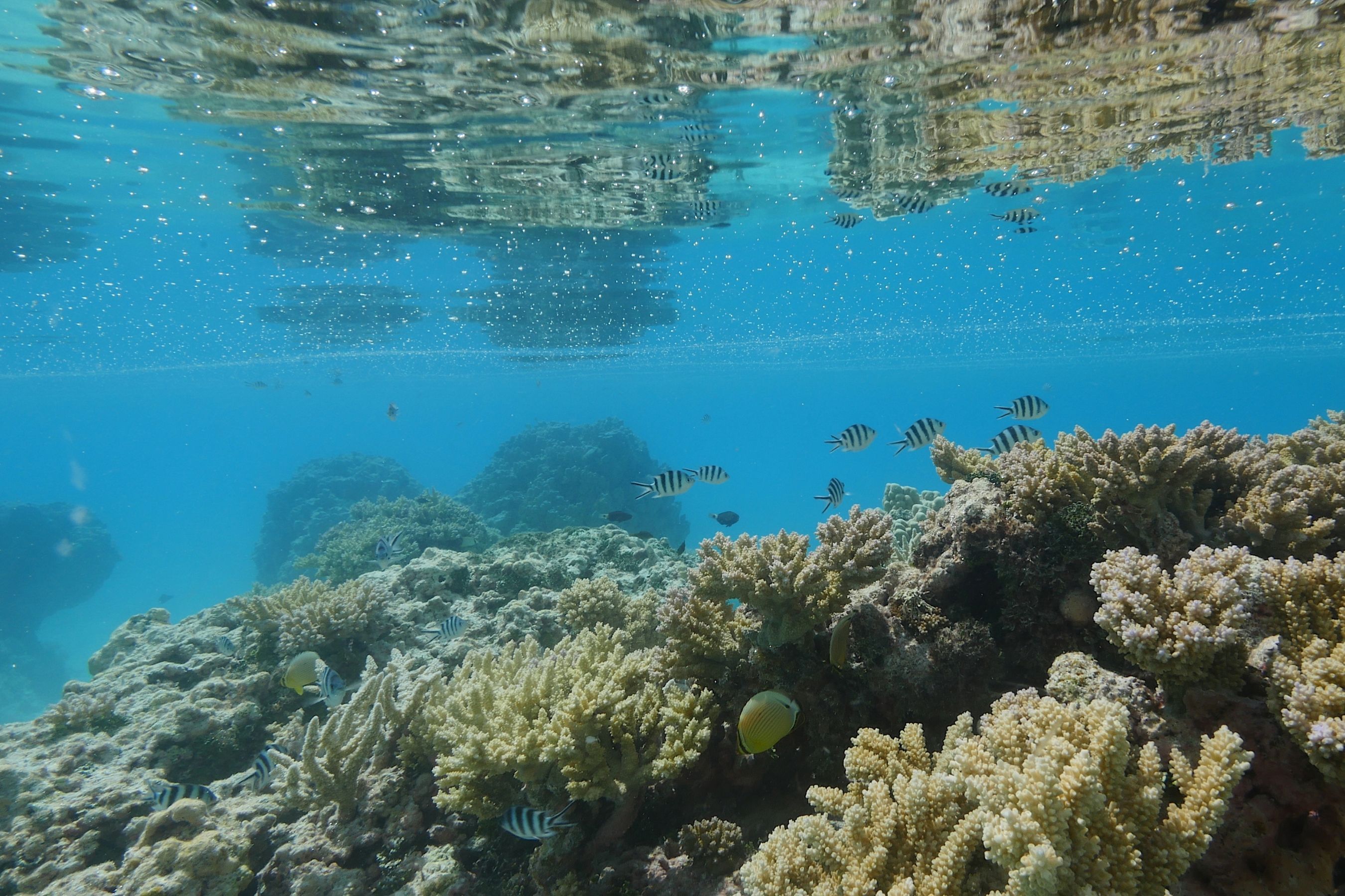 Coco Dive Tikehau Pension Hotu