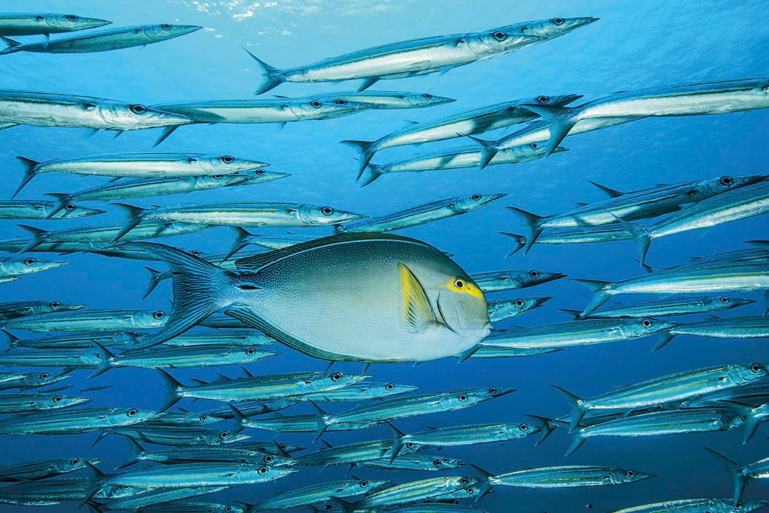 Coco Dive Tikehau Pension Hotu