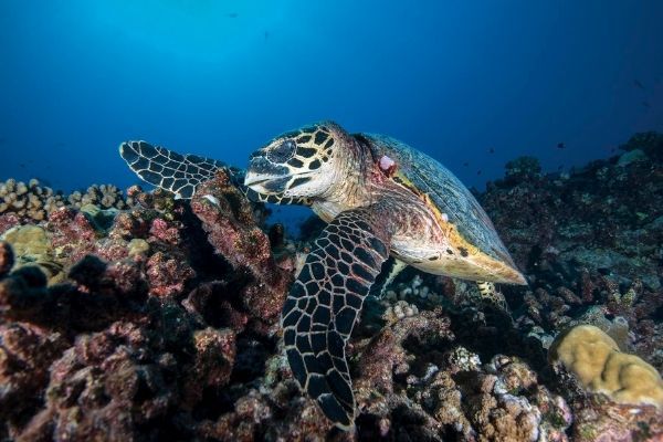 Coco Dive Tikehau 